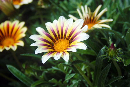 white petaled flower with purplish streak in the middle and yellowish tinge towards the centerの写真素材
