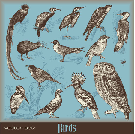 birds - variety of vintage bird illustrations のイラスト素材