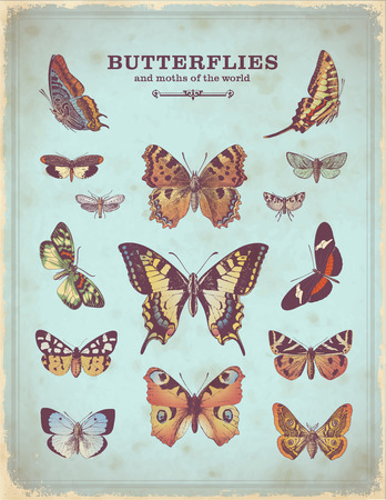 vintage placard with colorful butterfly illustrationsのイラスト素材
