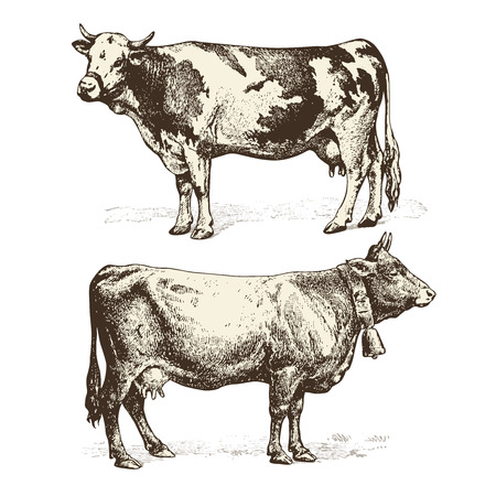 cowsのイラスト素材