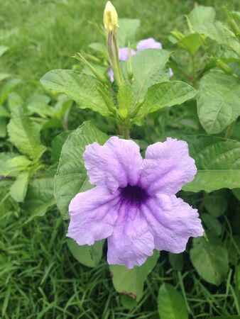 purple flower