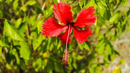 red flowers and green leafの写真素材