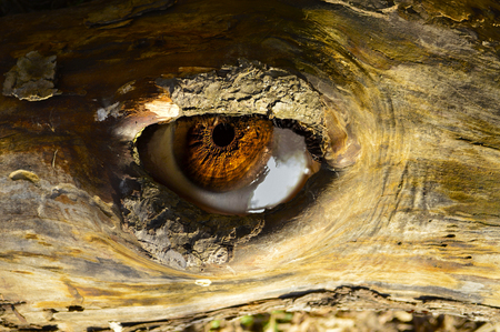 looking eye from a tree