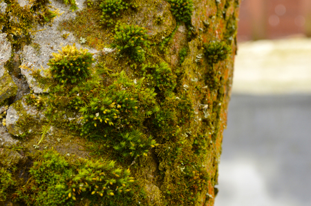 moss on the bark of a treeの写真素材