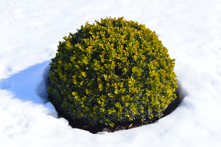 green bush in the snowの写真素材