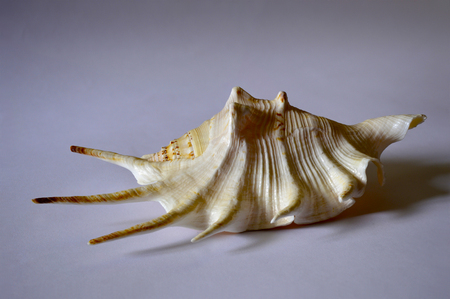 Beautiful sea shell on a white background