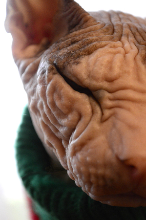 Face of the cat Sphinx closeupの写真素材