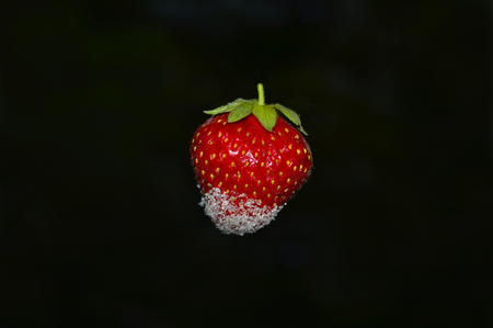 Strawberry on a black background in sugarの写真素材