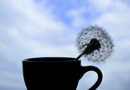 Silhouetted dandelion in a cup against the blue skyの写真素材