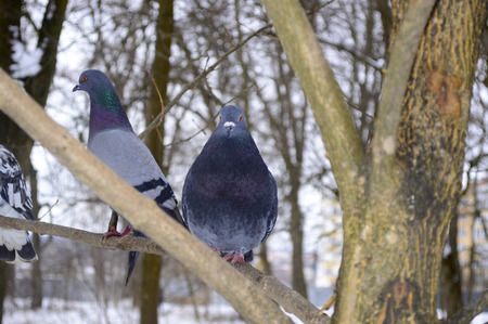Photo of beautiful pigeonsの写真素材