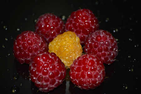 Beautiful raspberry with water drops