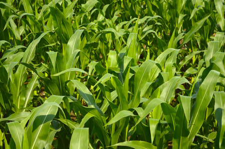 Green fields with corn sprouts