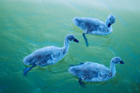 A family of swans is swimming on the lake close up