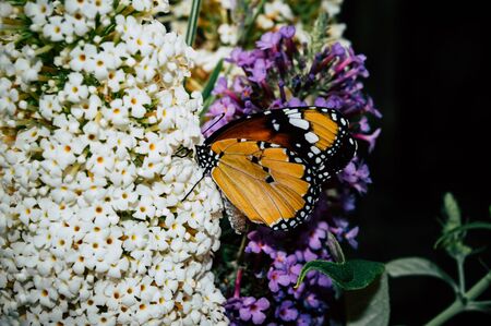 Bright orange butterfly sits on white flowers in detail