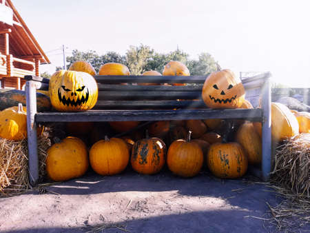 Pumpkins with scary eyes close up. Halloween concept