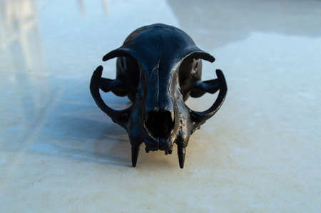 Black animal skull close up in detailの写真素材