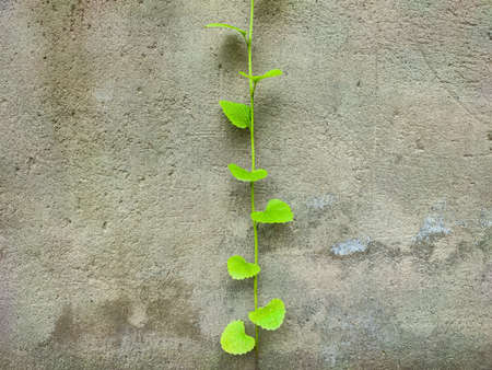 Green sprout on the background of rough concrete close upの写真素材