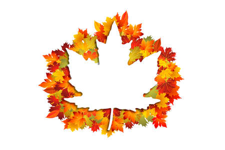 Autumn leaves on a white background. Large maple leaf. Festive Canada background close up.