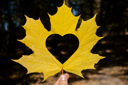 Heart carved in yellow autumn leaf close up. love concept.の写真素材