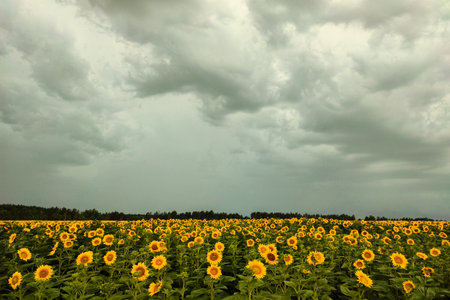 Field with sunflowers and stormy sky close up.の写真素材