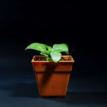 Plant on black backgroundの素材