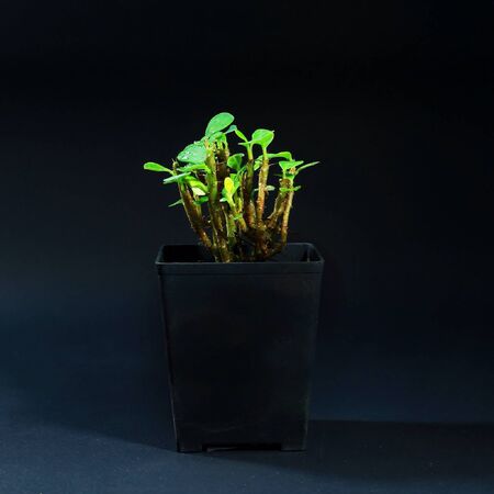 Plant on black backgroundの素材