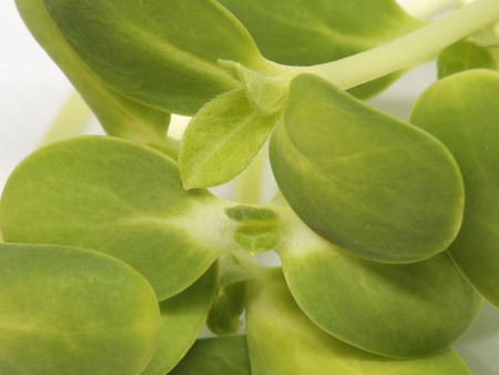 Sunflower sprout on white backgroundの写真素材