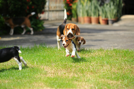 beagle dog play with family outdoorsの写真素材