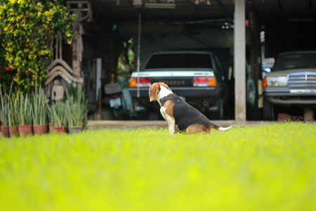 beagle dog play with family outdoorsの写真素材