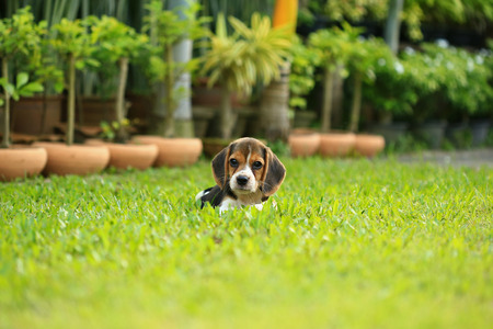 beagle dog play with family outdoorsの写真素材