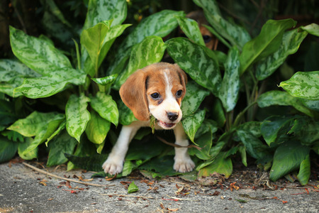 beagle dog play with family outdoorsの写真素材