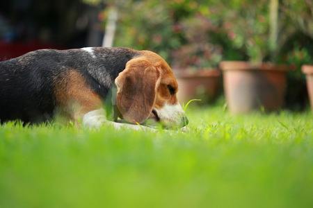 beagle dog play with family outdoorsの写真素材