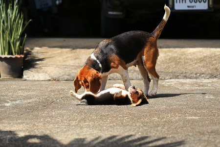 beagle dog play with family outdoorsの写真素材
