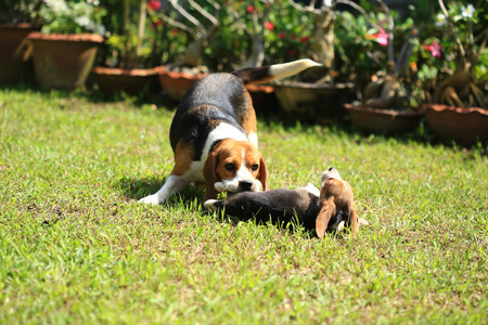 beagle dog play with family outdoorsの写真素材