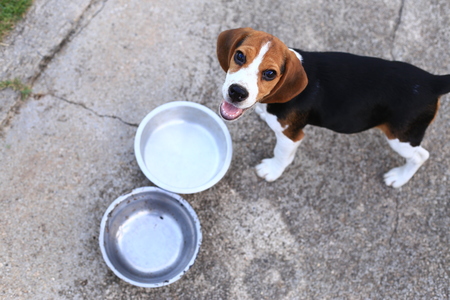 Cute Beagles playing in backyardの写真素材