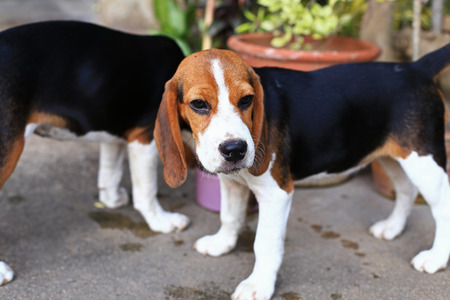 Cute Beagles playing in backyardの写真素材