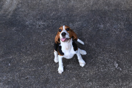 Cute Beagles playing in backyard