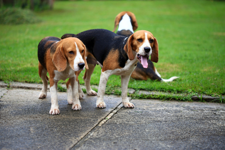 two purebred beagle dog making love in a gardenの写真素材
