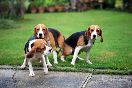 two purebred beagle dog making love in a gardenの写真素材