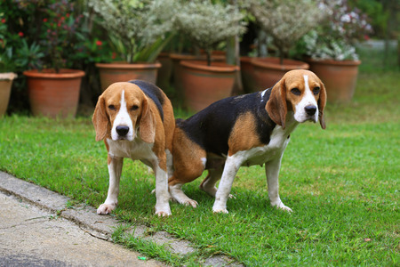 two purebred beagle dog making love in a gardenの写真素材