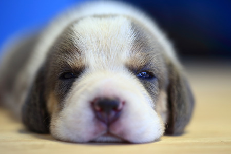 1 month year old beagle Puppy  is sleeping in the roomの写真素材