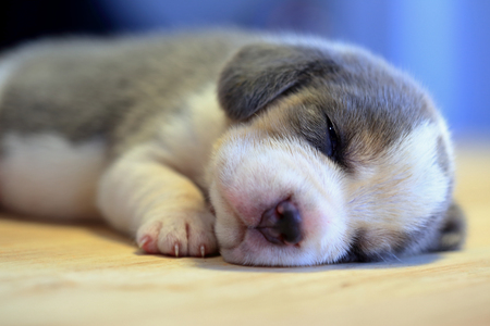 1 month year old beagle Puppy  is sleeping in the roomの写真素材