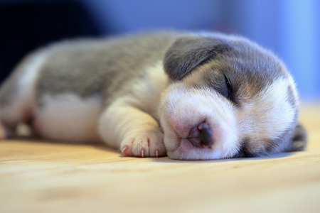 1 month year old beagle Puppy  is sleeping in the roomの写真素材