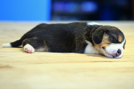 1 month year old beagle Puppy  is sleeping in the roomの写真素材