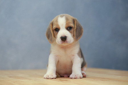 cute beagle puppy 2 month  in actionの写真素材