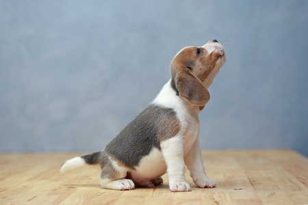 cute beagle puppy  in actionの写真素材