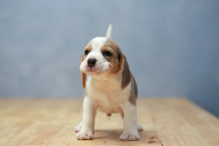 cute beagle puppy  in actionの写真素材