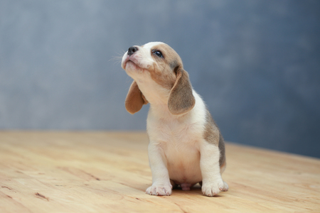cute beagle puppy  in actionの写真素材