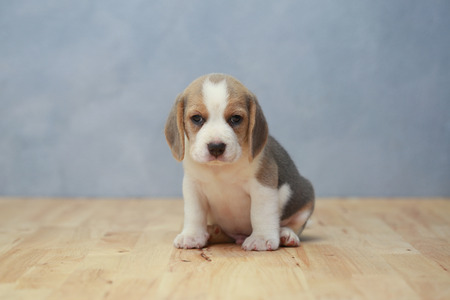 cute beagle puppy  in actionの写真素材