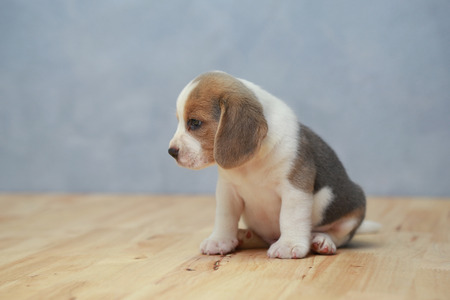 cute beagle puppy  in actionの写真素材